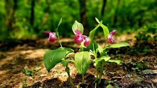 복주머니난 2 Cypripedium macranthum 2 [upl. by Rodrique]