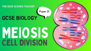 GCSE Biology Meiosis AQA OCR Edexcel [upl. by Suneya]