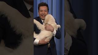 Tonight Show Puppy Predictors Super Bowl Edition 49ers vs Chiefs JimmyFallon FallonTonight [upl. by Phyllis]