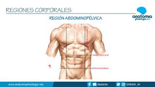 REGIONES CORPORALES  Resúmenes de Anatomía y Fisiología [upl. by Melbourne]