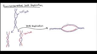 Semiconservative DNA replication [upl. by Piotr]