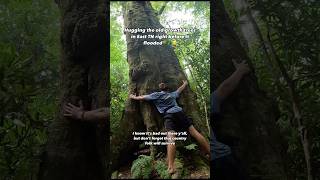 Hugging the old growth trees in East TN right before the floods🌲😢 shorts [upl. by Chui942]