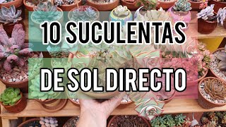 10 Suculentas de sol directo Jardín Suculento [upl. by Nollek]