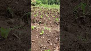 Romaine Lettuce recently planted [upl. by Leila]