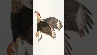 🐦☆¹⁶ Southern Crested Caracara Caracara plancus in Falcon Caracara Family Falconidae [upl. by Ellehsor]