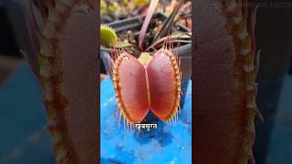 Venus Flytrap  A Nonveg Plant 😳 shorts viral [upl. by Syned]