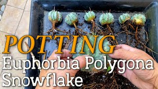 DIY Mosaic Pot Transformation Planting Euphorbia Polygona Snowflake [upl. by Nysilla]