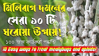 মিলিবাগ দমনের সেরা ১০ টি ঘরোয়া উপায়  10 Easy ways to treat mealybugs and aphids [upl. by Niamart]