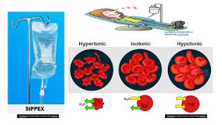 Diffusion Osmosis and Tonicity [upl. by Waverley523]