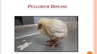 1 Pullorum DiseaseVeterinaryPathology [upl. by Leventhal]