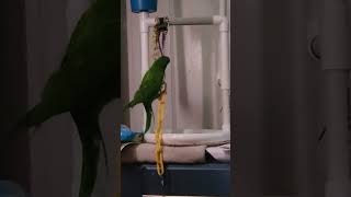 Olive Oil Blue Crown Conure Climbing Challenge [upl. by Sitof]