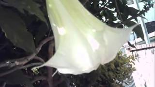 Urban Brugmansia suaveolens Scopolamine [upl. by Ael]