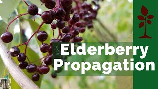 Elderberry Propagation Tutorial [upl. by Urbani687]