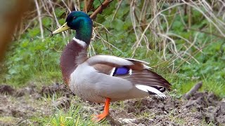 Mallard Calls  Duck Sounds [upl. by Tomlinson181]