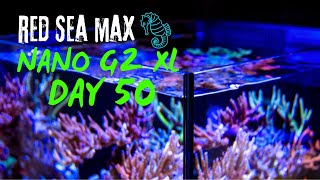 RED SEA MAX NANO G2 XL  DAY 50 [upl. by Licec]