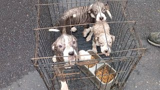 Three Mange Puppies Were Left Abandoned in a Crate by a Dumpster [upl. by Ttirrem]