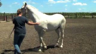 How to teach your horse to pivot on hind quarters [upl. by Anuayek]