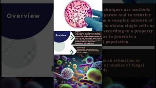 Isolation and Enumeration of Bacteria and Fungi  Ecoli  Aspergillus bacteria science cfu [upl. by Jacquelynn]