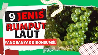 INI DIA 9 JENIS RUMPUT LAUT YANG PALING BANYAK DI KONSUMSI [upl. by Apul]