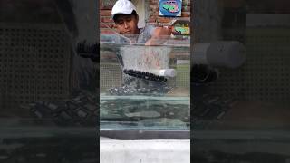 review batu aerator vs uniring buat kolam ikan koi shorts koilovers [upl. by Mayworm]