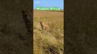 Wildest Africa Safari The big five safari wildlife travel short [upl. by Loseff]