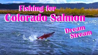 Salmon in Colorado Kokanee Salmon in the Dream Stream flyfishing how to [upl. by Caresa]