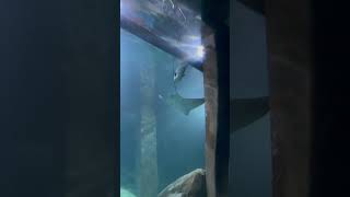 Burgers zoo in Arnhem burgerszoo thenetherlands europe shorts shortsvideo [upl. by Pan246]