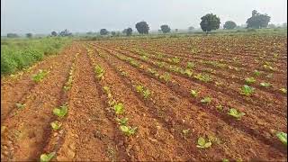 6 acres agricultural sale polepally 17 lacs per acre 94903 15226 macharla AP guntur [upl. by Eyma789]