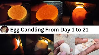 Egg Candling Using Mobile Phone  egg candling from day 1 to 21 [upl. by Eeresed]