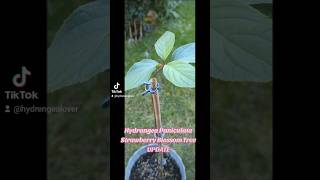 Progress with growing hydrangea paniculata tree from cutting Its getting bigger gardening [upl. by Nemzzaj]