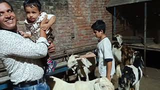 Goat farm  kid enjoy with goats  Goat farming [upl. by Enaud372]