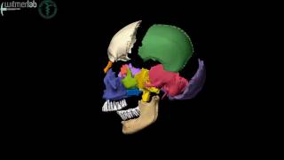 Human skull  exploded skull with bones labelled based on CT scanning [upl. by Hayn]