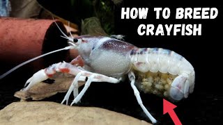 Crayfish Breeding 101 A Beginners Guide [upl. by Essie]