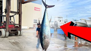 10FT Long Tuna Caught 3 Miles Offshore [upl. by Ycniuq]