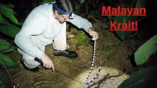 Malayan Krait  Silent killer of Asia [upl. by Steffi]