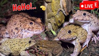 🐸Boing Boing web catching frogs🐸flying and Jumping Part 6 [upl. by Sissel]