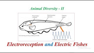 Electroreception and Electric Fishes [upl. by Kutzer]