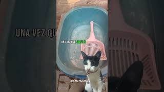 😺 Cómo quitar mal olor del ARENERO de tu gato ☝️ [upl. by Zeitler]