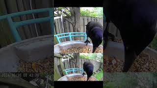 grackle scares chipmunk away shorts [upl. by Ayanaj788]