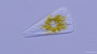 Diatomea Licmophora  Diatom [upl. by Gayner391]