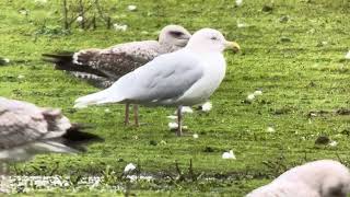 Iceland Gull Stubbers Green Walsall 29022024 [upl. by Poyssick]