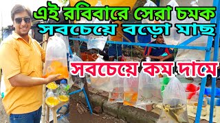 হুগলির বৃহত্তম রঙিন মাছের হাট শ্রীরামপুর  Serampore Aquarium Fish Price  Serampore Fish Pet Market [upl. by Giah]