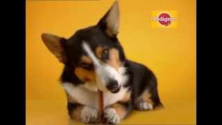 Pedigree® DentaStix® TVC 20s English [upl. by Ahtabbat765]