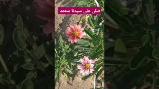 Beautiful plant it is Gazania flower quran لايك vairalshort vairalvideo plants nature fy fyp [upl. by Jacinda]