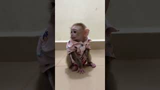 Lovely Baby Monkey Max scream call his Mom [upl. by Aleik]