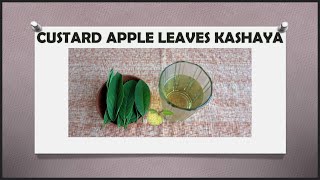 CUSTARD APPLE LEAVES KASHAYA  BENEFITS  Dr Khadar Vali  Herbal Decoction  Biophilians Kitchen [upl. by Lally781]