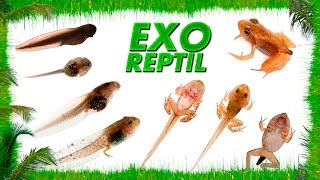 Exo Reptil  Ciclo de la Rana  Metamorfosis [upl. by Nwahsel]