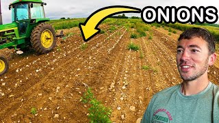 Digging 1000s Of Onions [upl. by Loralyn]