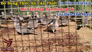 Bổ Sung Thức Ăn Cần ThiếtCu Gáy malaysiaMôi Trường Bán Hoang DãGù ĐấuĐá Nhau [upl. by Oderfodog]