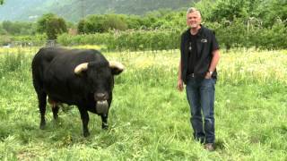 Avant la finale rencontre avec Cobra la reine en titre et Pouky la reine de la Foire du Valais [upl. by Annawak]